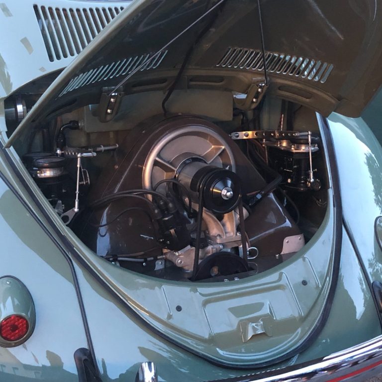 Split Oval Beetle Zwitter Oval Bug